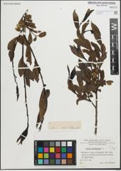 Foto von Salix pentandra L.